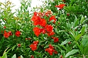 Fiori, Piante, natura_40